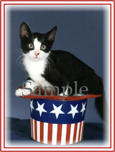 CATN01.jpg
